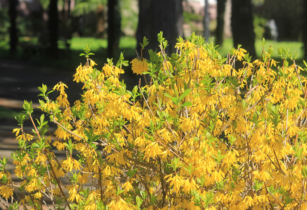 Изображение особи Forsythia &times; intermedia.