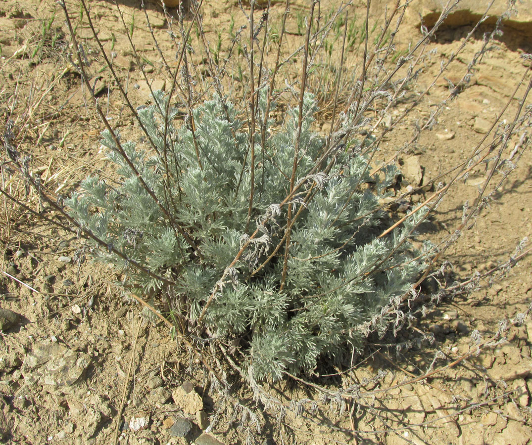 Image of Artemisia marschalliana specimen.