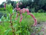 Persicaria lapathifolia. Верхушка расцветающего растения. Литва, г. Каунас, побережье р. Неман. 14.08.2016.