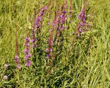 Lythrum salicaria