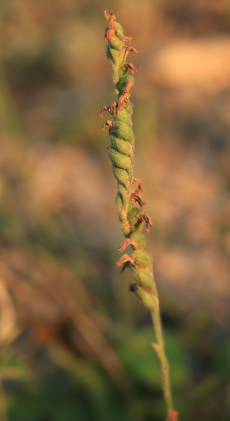 Изображение особи Spiranthes australis.