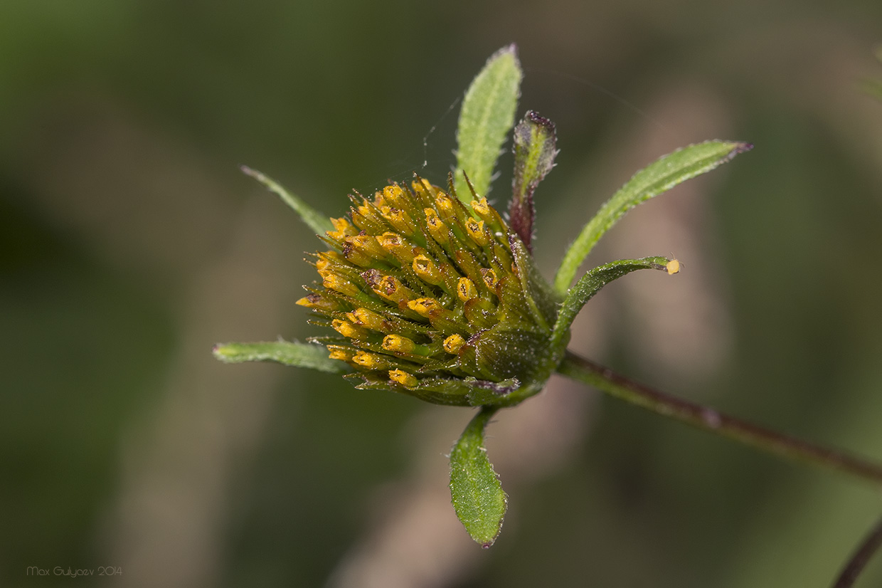 Изображение особи Bidens frondosa.