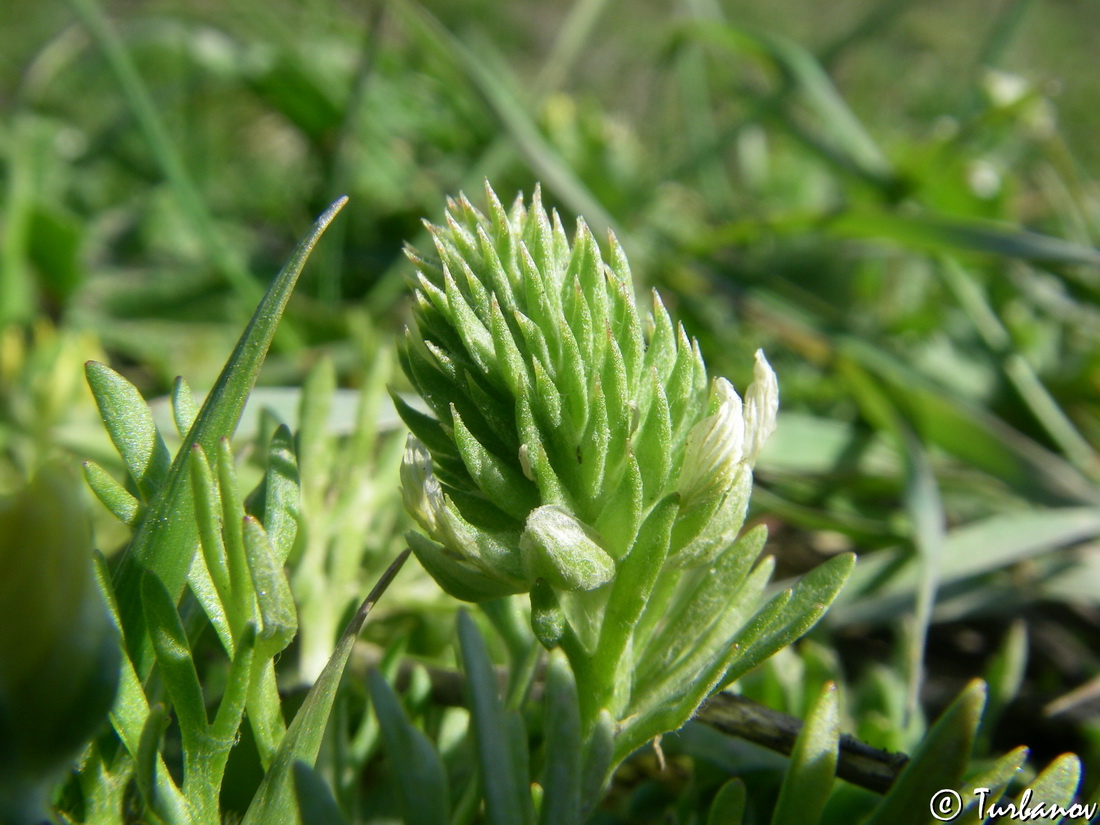 Изображение особи Ceratocephala platyceras.