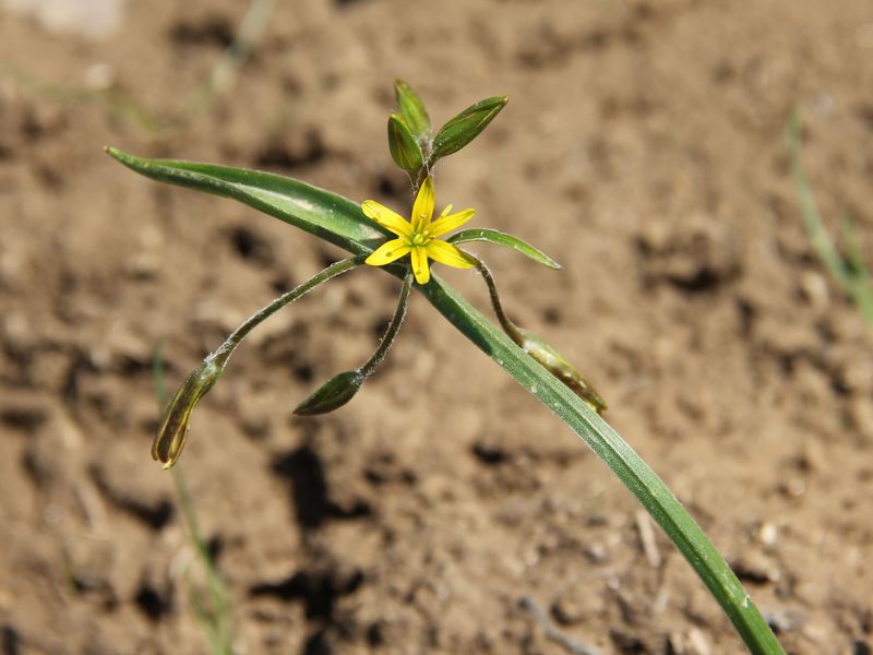 Изображение особи Gagea capusii.