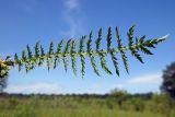 Filipendula vulgaris