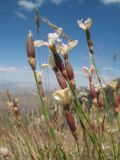 Dianthus angrenicus. Верхушки побегов с цветками. Южный Казахстан, Таласский Алатау, запов. Аксу-Жабаглы, перевал Кши-Каинды, выс. 2650 м н.у.м., склон северной экспозиции. 17 июля 2017 г.