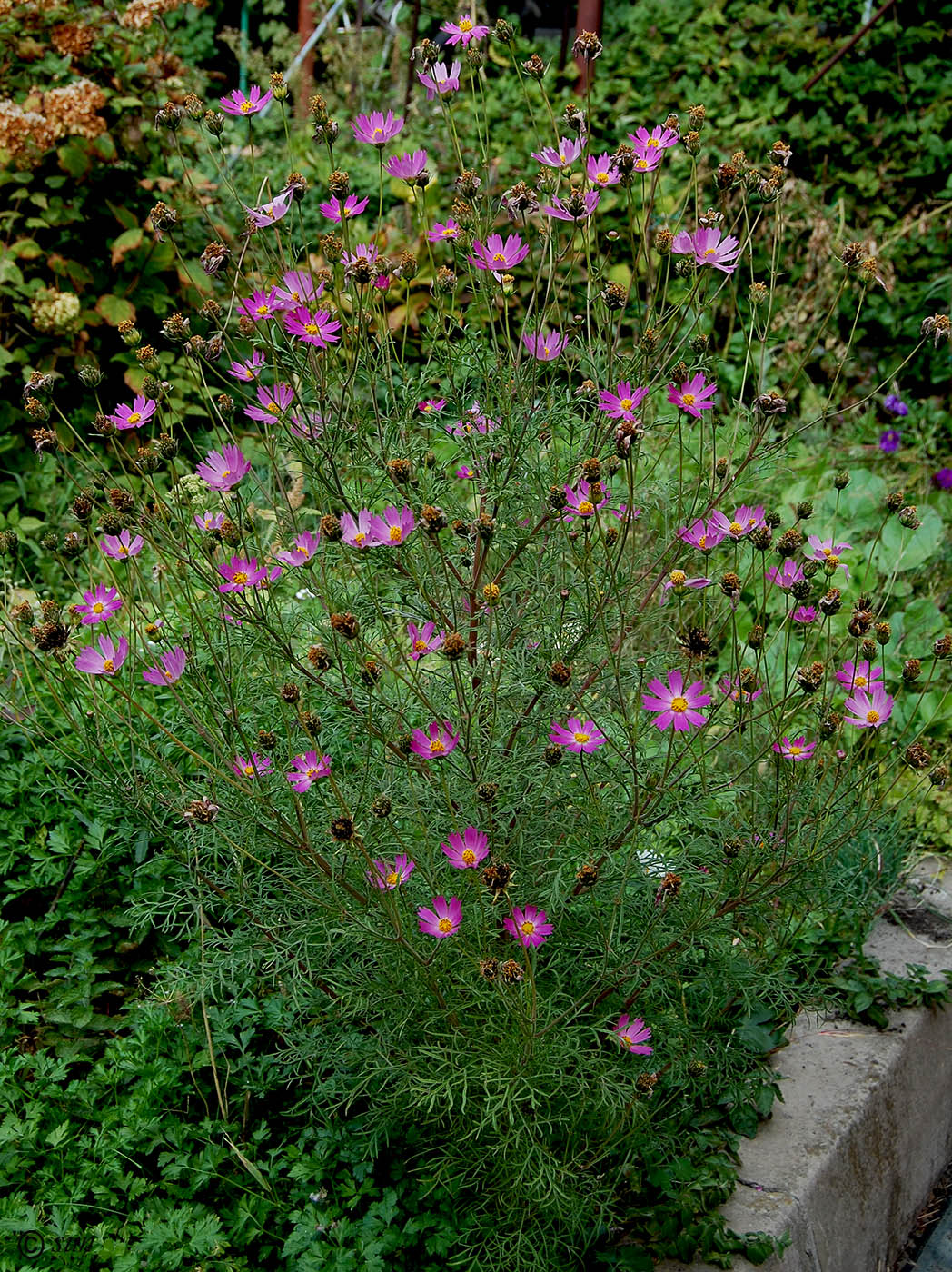 Изображение особи Cosmos bipinnatus.