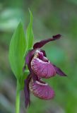 Cypripedium × ventricosum. Верхушка побега с цветками. Республика Алтай, Шебалинский р-н, окр. с. Камлак, правый борт долины р. Сема, сосновый лес. 05.06.2017.