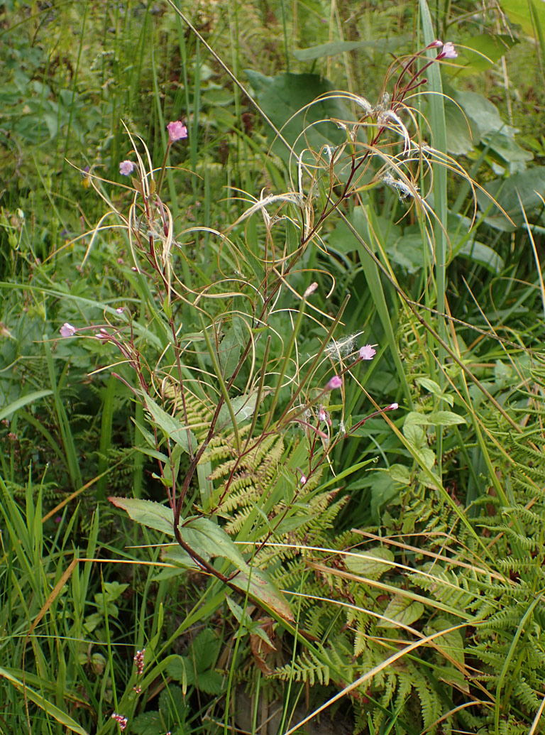 Изображение особи Epilobium adenocaulon.