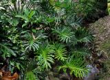 Philodendron bipinnatifidum. Вегетирующее растение. Малайзия, о-в Калимантан, г. Кучинг, в культуре. 12.05.2017.