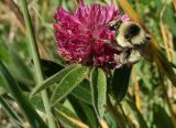 Trifolium alpestre. Соцветие с фуражирующим шмелём. Горный Крым, Долгоруковская яйла. 03.06.2018.