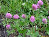 Trifolium pratense. Верхушки цветущих растений. Украина, Львовская обл., Сколевский р-н, национальный природный парк \"Сколевские Бескиды\", окр. с. Каменка, опушка леса. 28.05.2018.