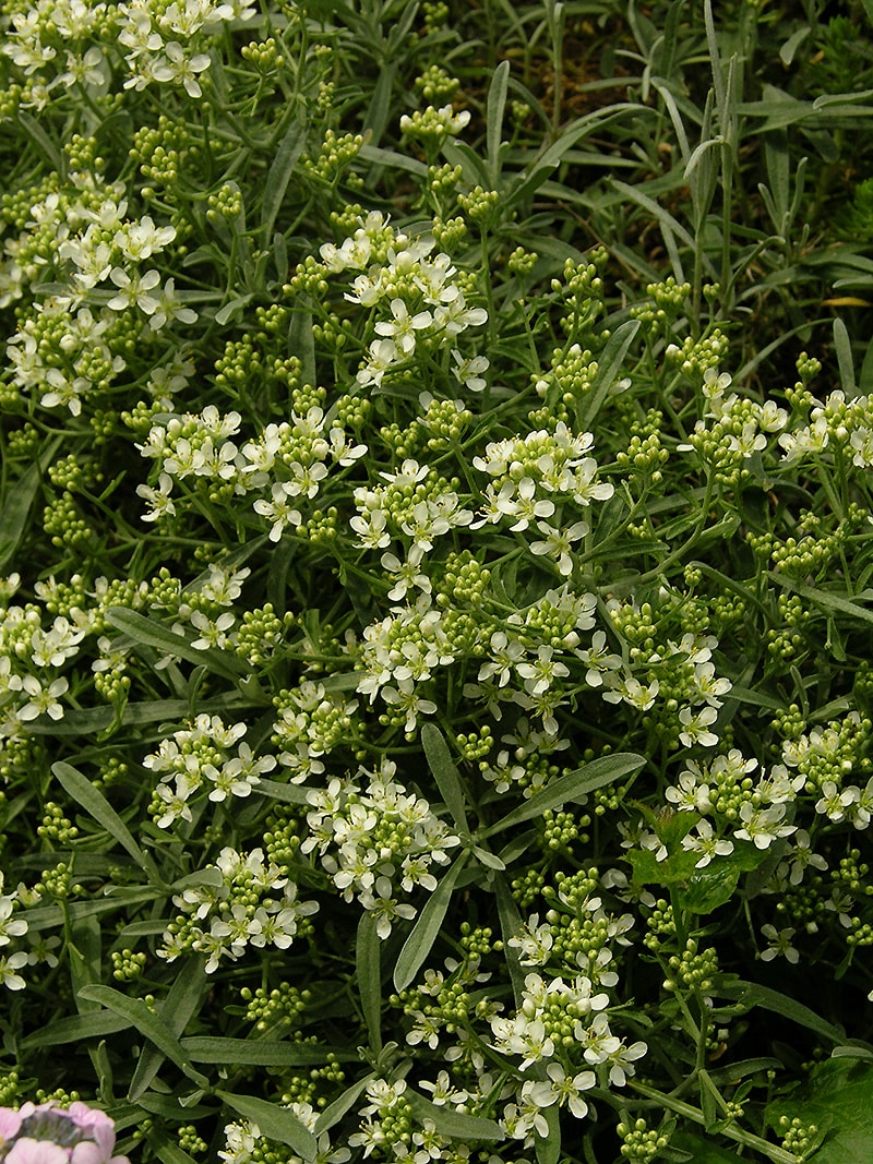 Изображение особи Hormathophylla spinosa.