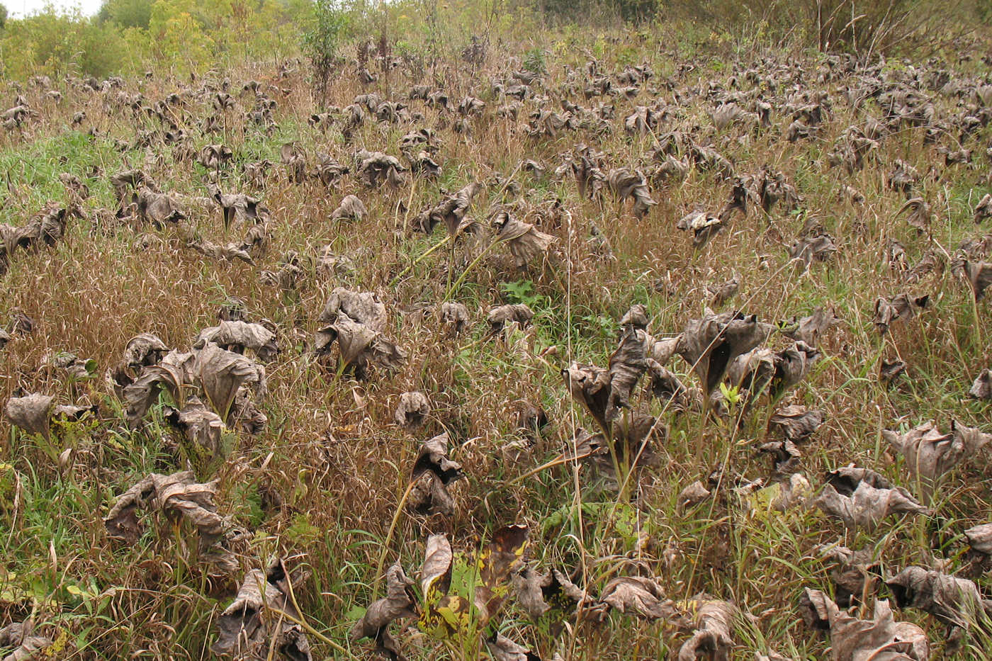 Изображение особи Petasites spurius.