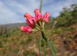 Microloma tenuifolium