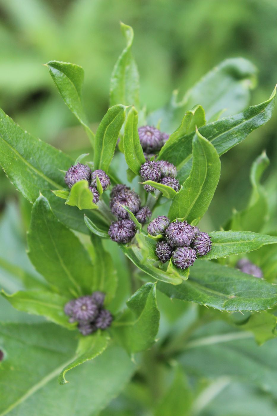 Изображение особи Cirsium setosum.