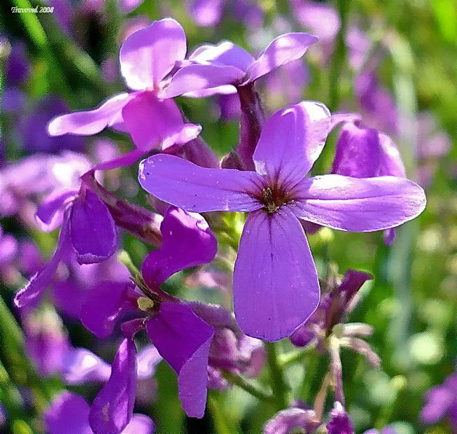 Изображение особи Hesperis matronalis.