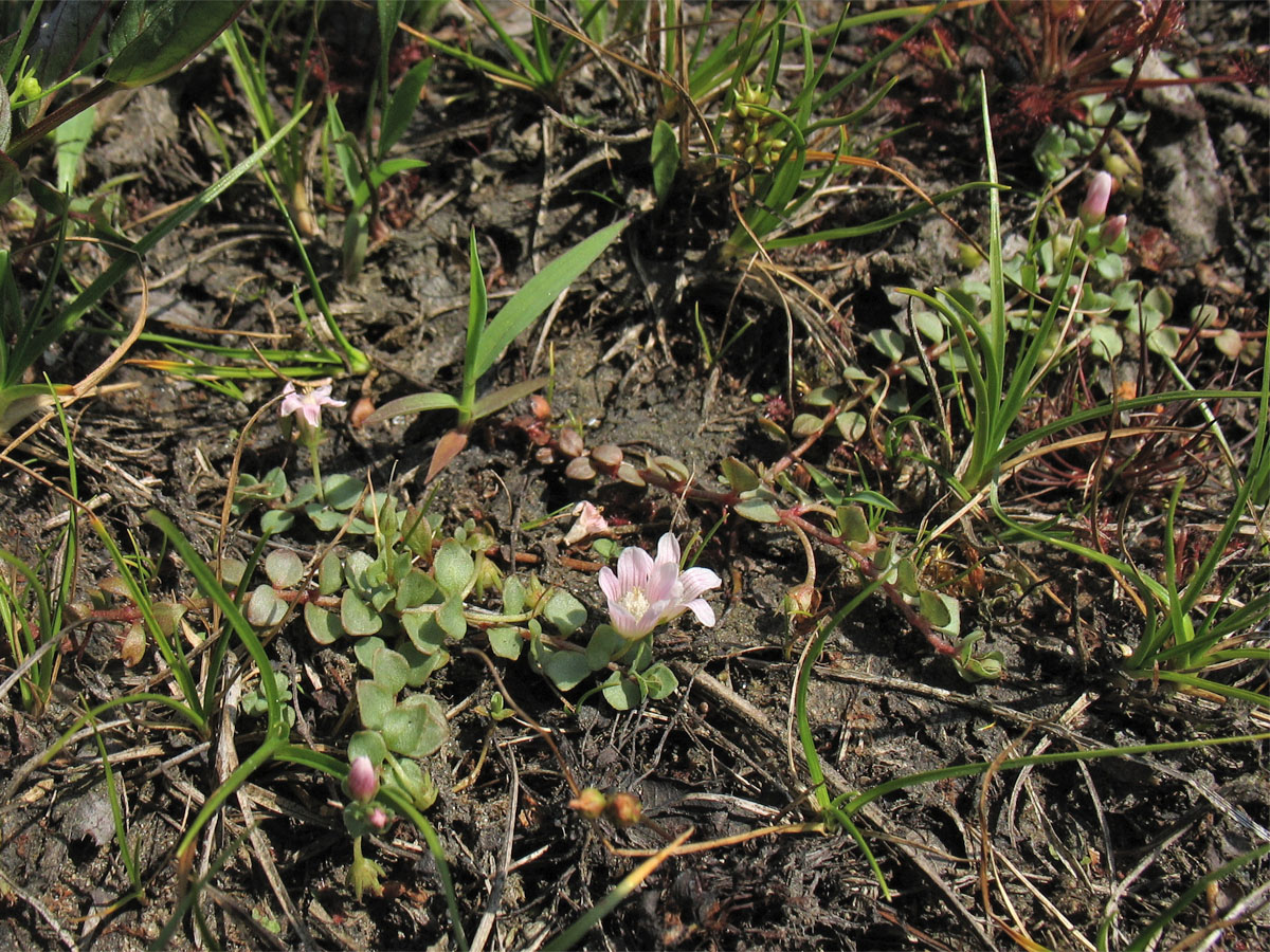 Изображение особи Anagallis tenella.