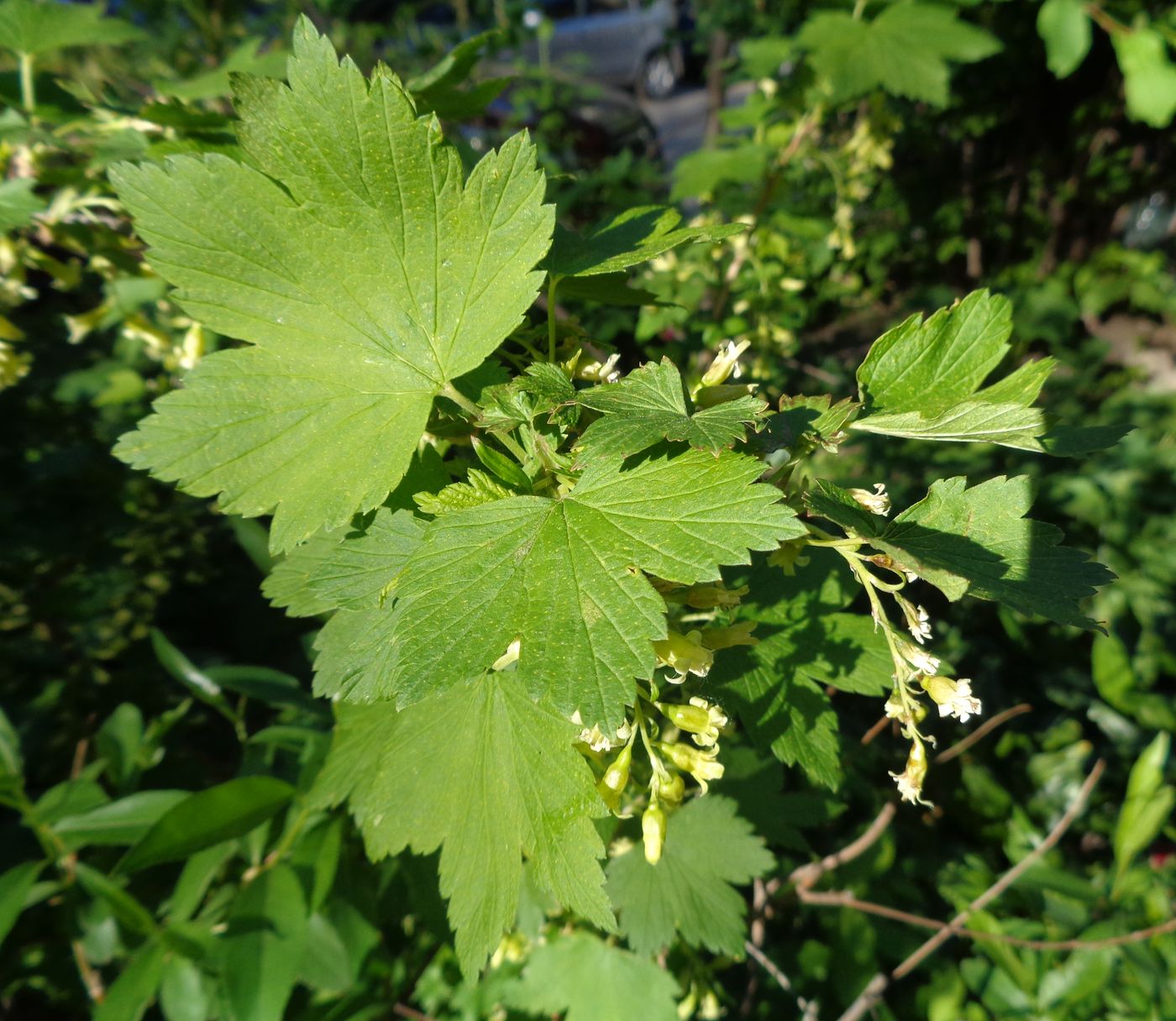 Изображение особи Ribes americanum.