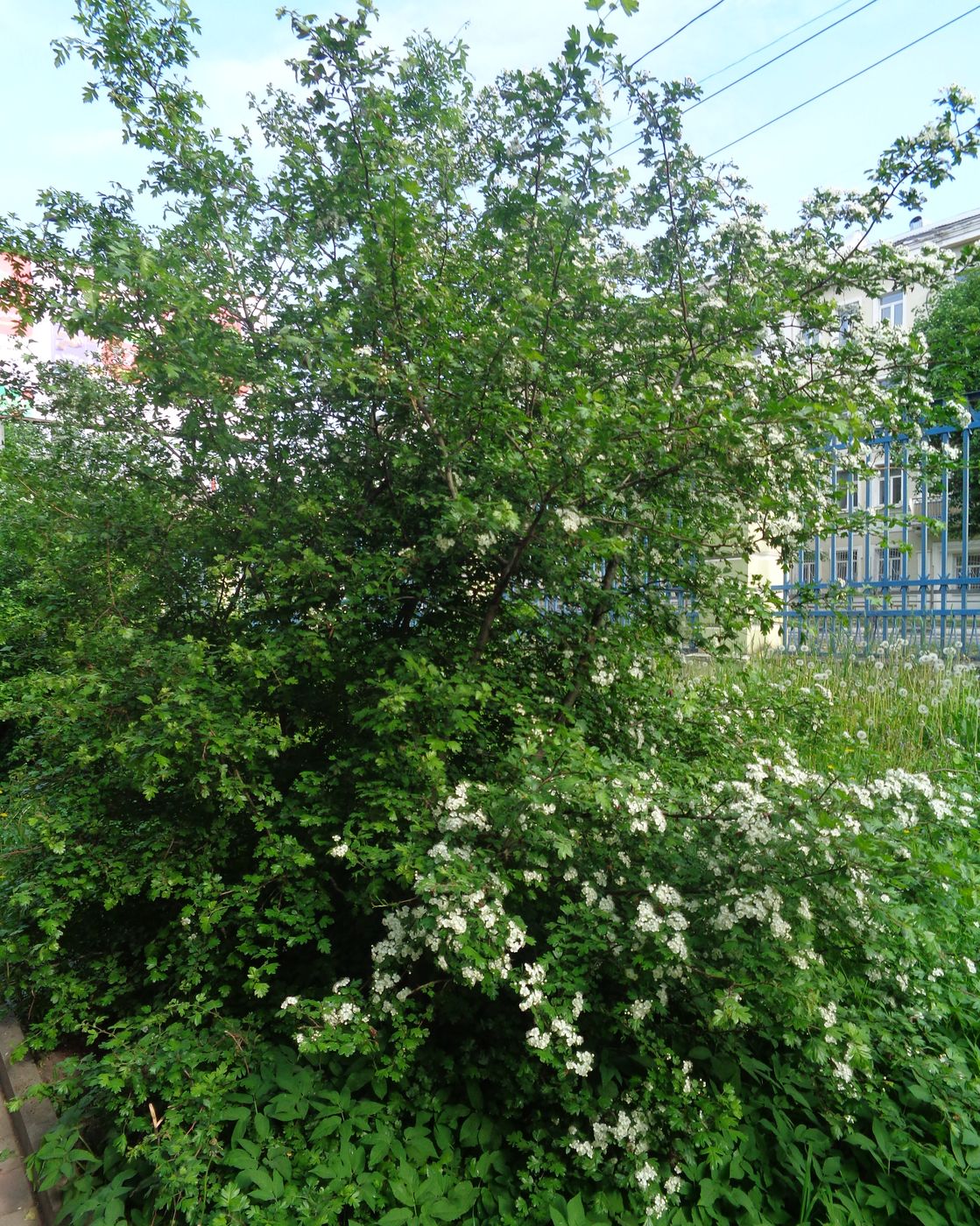 Изображение особи род Crataegus.