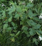 genus Heracleum. Расцветающее растение с расчлененными листьями. Мурманск, район Жилстроя. 13.07.2010.