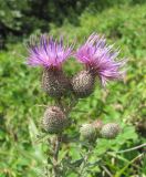 Cirsium euxinum. Верхушка побега с соцветиями. Краснодарский край, окр. г. Новороссийск, хр. Маркотх, пер. Андреевский, нагорная степь. 07.08.2019.