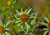 Bidens radiata