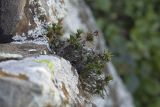 Saxifraga juniperifolia