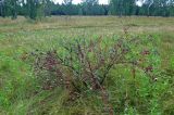 Cotoneaster melanocarpus