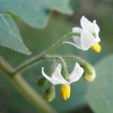 Solanum nigrum ssp. schultesii