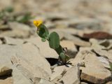 Coronilla scorpioides. Цветущее растение. Краснодарский край, м/о Анапа, окр. пос. Бол. Утриш, гора Солдатская, пушистодубово-можжевеловый лес, щебнистая россыпь. 09.05.2022.