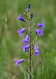 Campanula sibirica