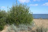 Salix phylicifolia