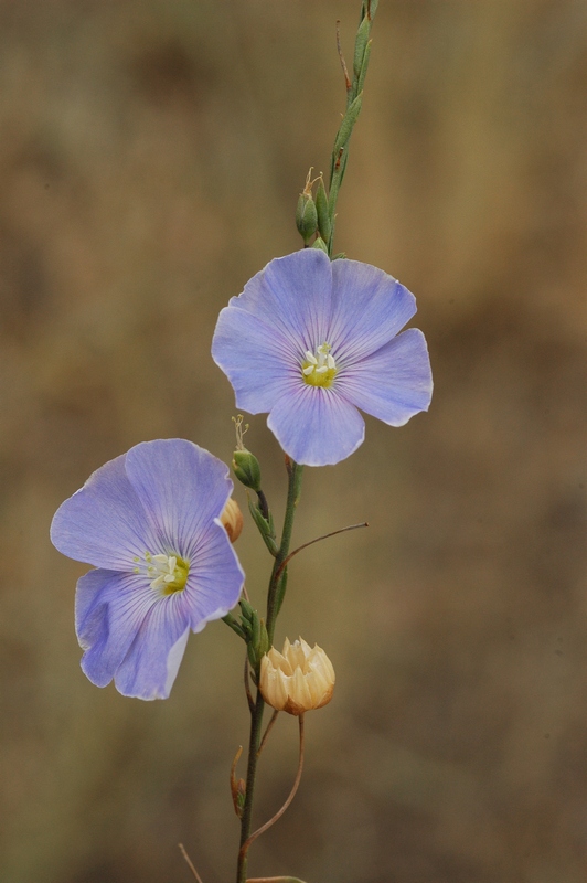 Изображение особи Linum perenne.