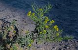 Sisymbrium loeselii. Цветущее и плодоносящее растение. Армения, обл. Арагацотн, окр. монастыря Сагмосаванк, ≈ 1500 м н.у.м., осыпающийся сухой склон. 20.06.2022.