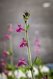 Silene palaestina