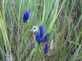 Gentiana pneumonanthe