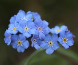 Myosotis imitata