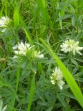 Trifolium spryginii. Верхушки побегов с соцветиями (белоцветковая форма). Новосибирская обл., Искитимский р-н, пгт Линёво. Июнь 2010 г.