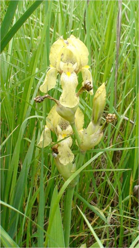 Изображение особи Iris imbricata.