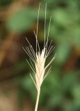 Hordeum bulbosum. Соплодие. Крым, пос. Никита, у дороги. 21.07.2011.