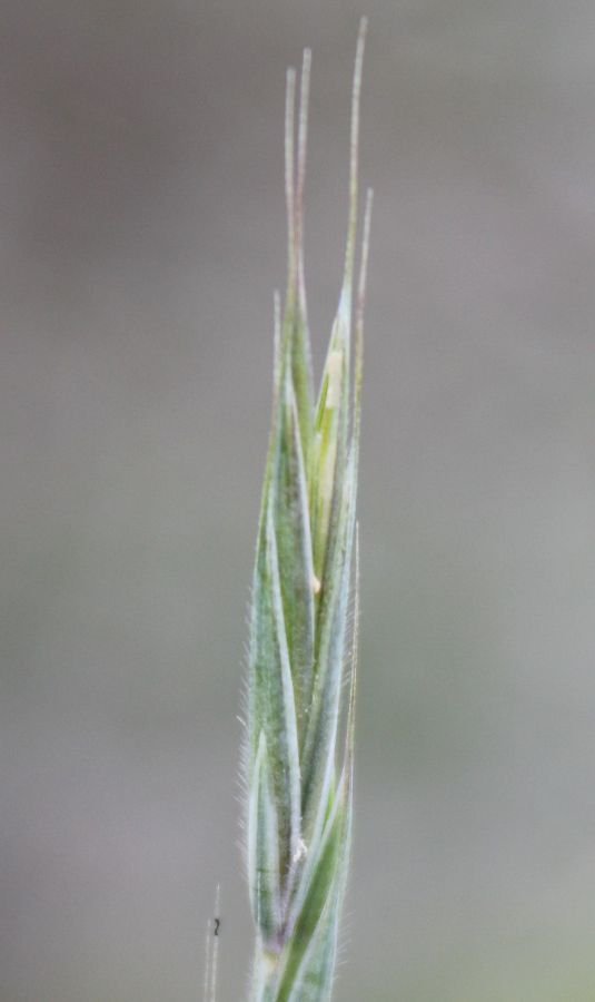 Изображение особи Elymus ircutensis.