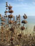 Phlomoides hybrida