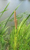 Typha australis. Верхняя часть плодоносящего растения. Астраханская обл., Камызякский р-н, р. Вертячка у с. Лебяжье. 17.08.2011.