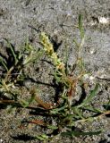 Knorringia sibirica. Цветущее растение на песках по берегу озера Дургунь-Нур. Монголия, Ховд аймак, Чандмань сомон. 20 июня 2004 г.