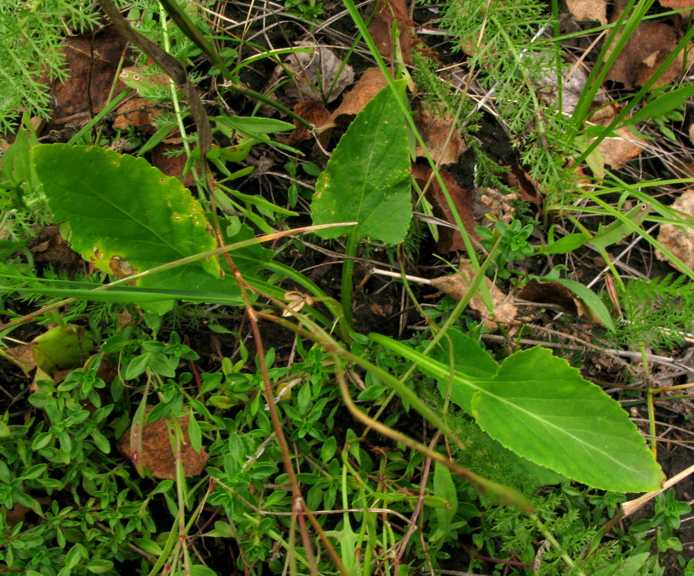 Изображение особи Viola jeniseensis.