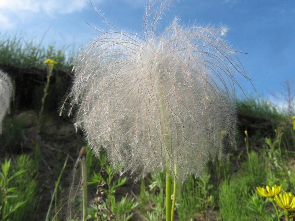 Изображение особи Pulsatilla dahurica.