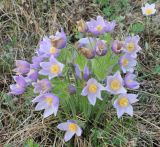 Pulsatilla multifida