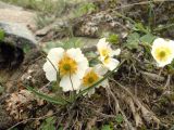 Ranunculus crenatus