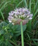 Allium quercetorum